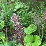 Fleurs très présente sur le site